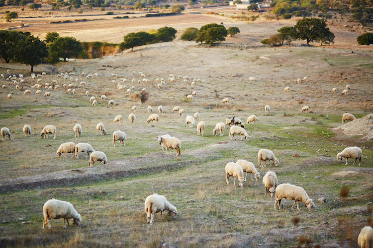 Livestock farming with RFID